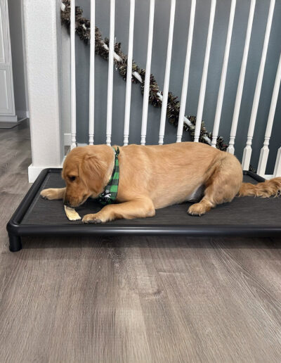 Snorehound elevated dog bed