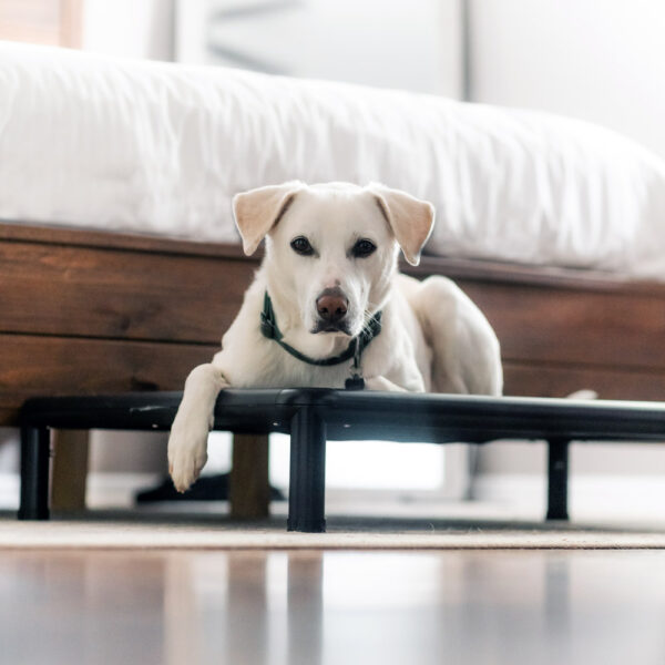 Elevated Dog bed - black