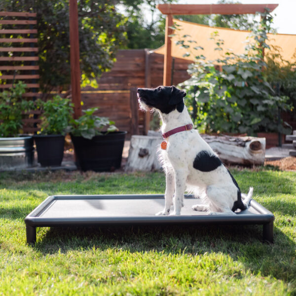 Elevated Dog bed - black