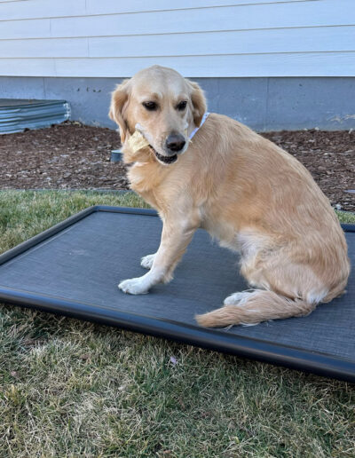 Elevated pet bed