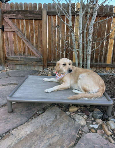 Elevated pet bed