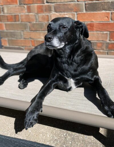 Snorehound elevated dog bed