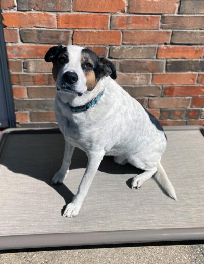 Snorehound elevated dog bed