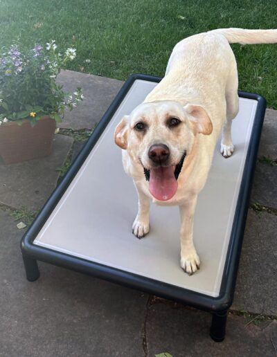 Snorehound elevated dog bed