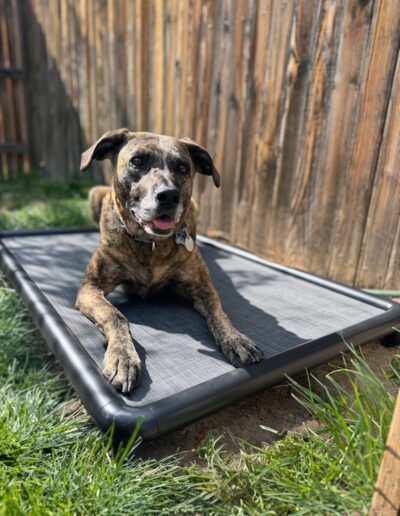 Snorehound elevated dog bed