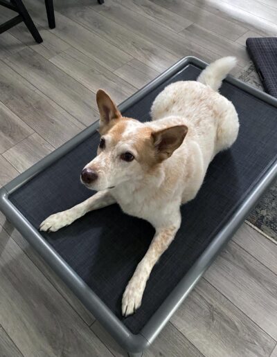 Snorehound elevated dog bed