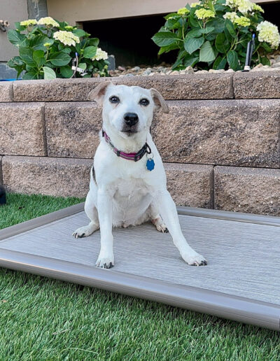 Elevated Dog bed gallery