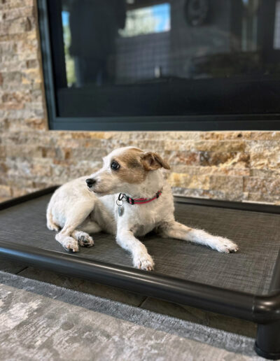 Elevated Dog bed gallery