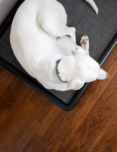 Elevated Dog bed gallery