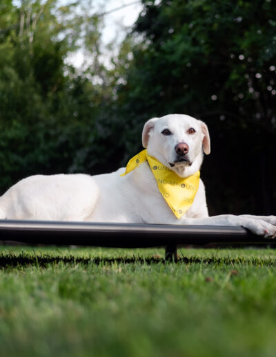 Elevated Dog bed gallery