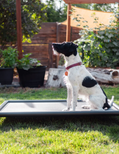 Elevated Dog bed gallery