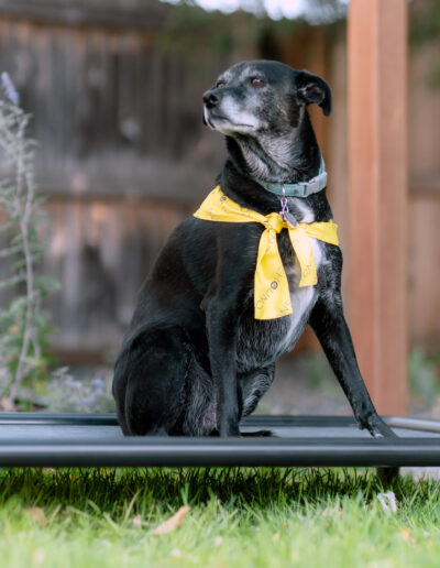 Elevated Dog bed gallery