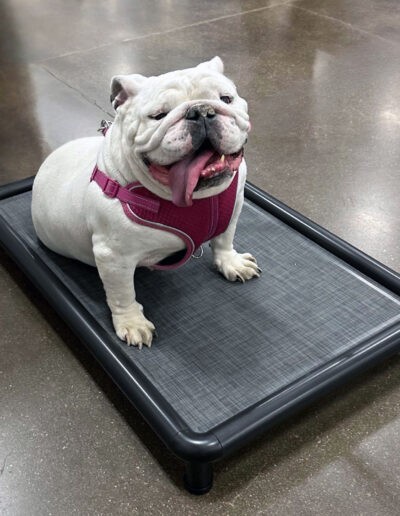 Washable elevated dog bed