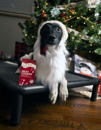 Washable elevated dog bed