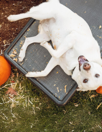Washable elevated dog bed